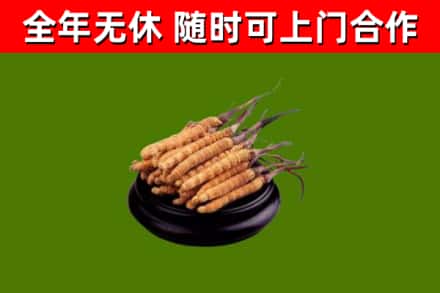 松阳回收散虫草