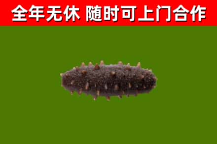 松阳回收海参干